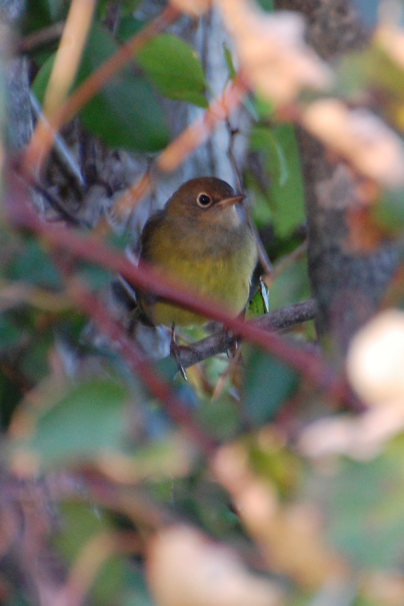 Connecticut Warbler - ML639039895