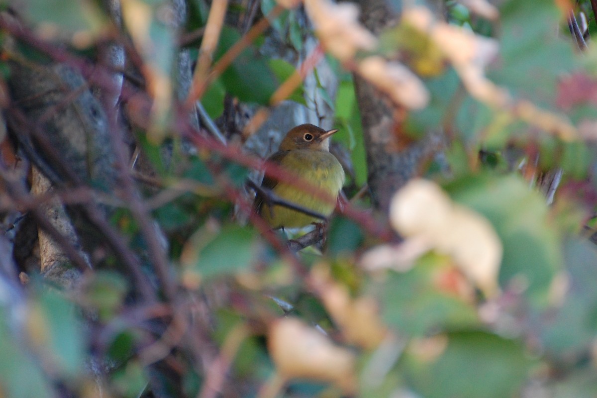 Connecticut Warbler - ML639039896