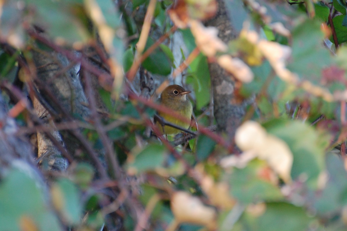 Connecticut Warbler - ML639039898