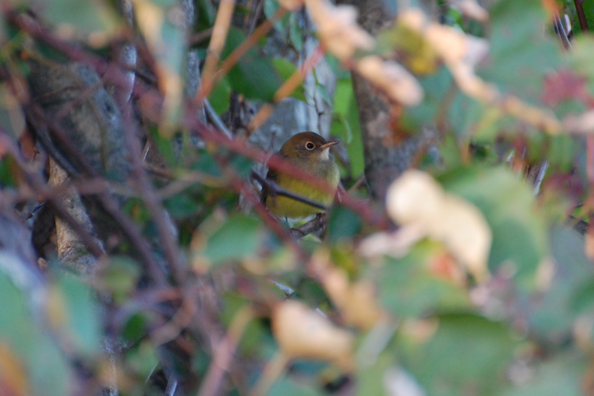 Connecticut Warbler - ML639039899