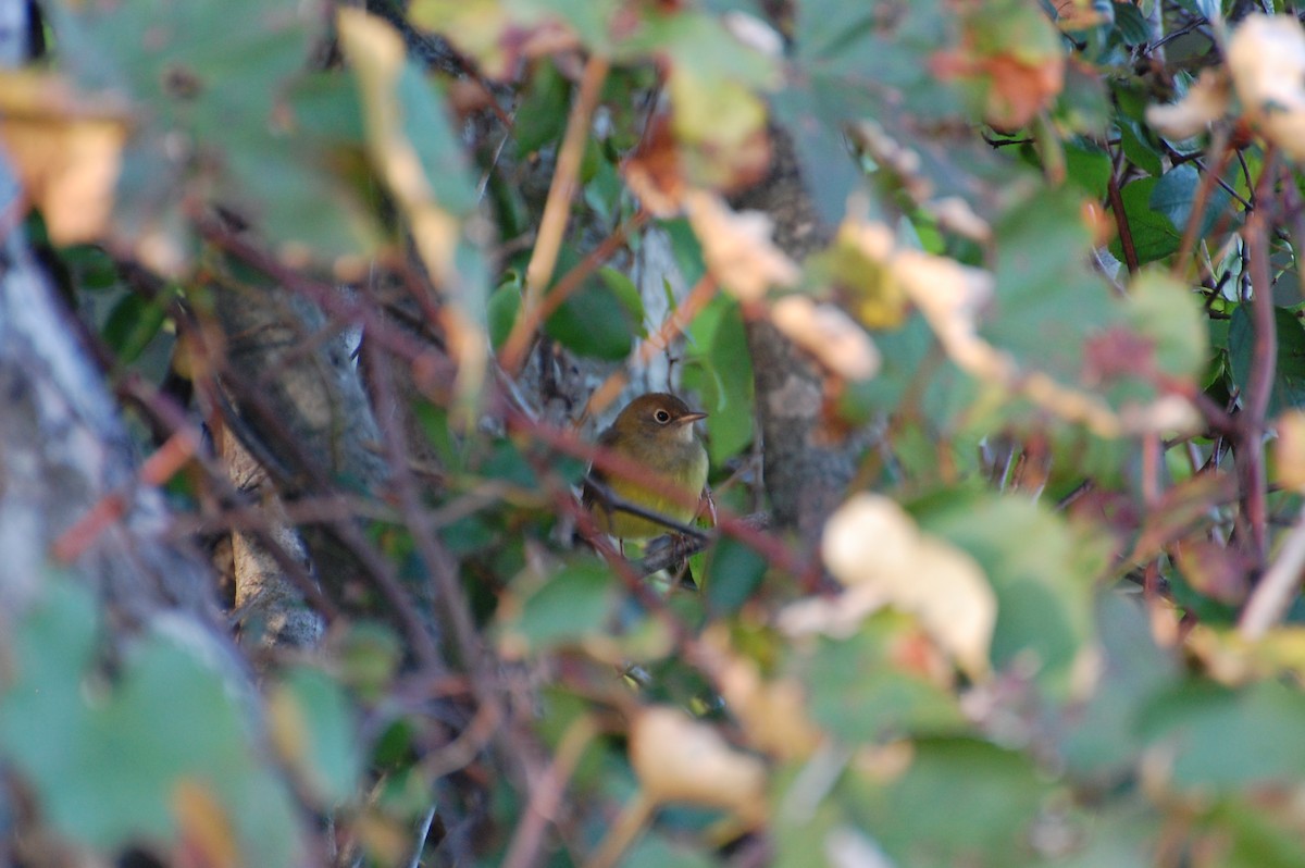 Connecticut Warbler - ML639039901