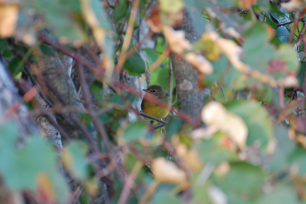 Connecticut Warbler - ML639039903