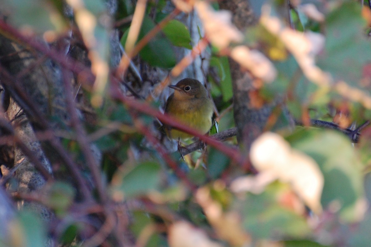 Connecticut Warbler - ML639039906