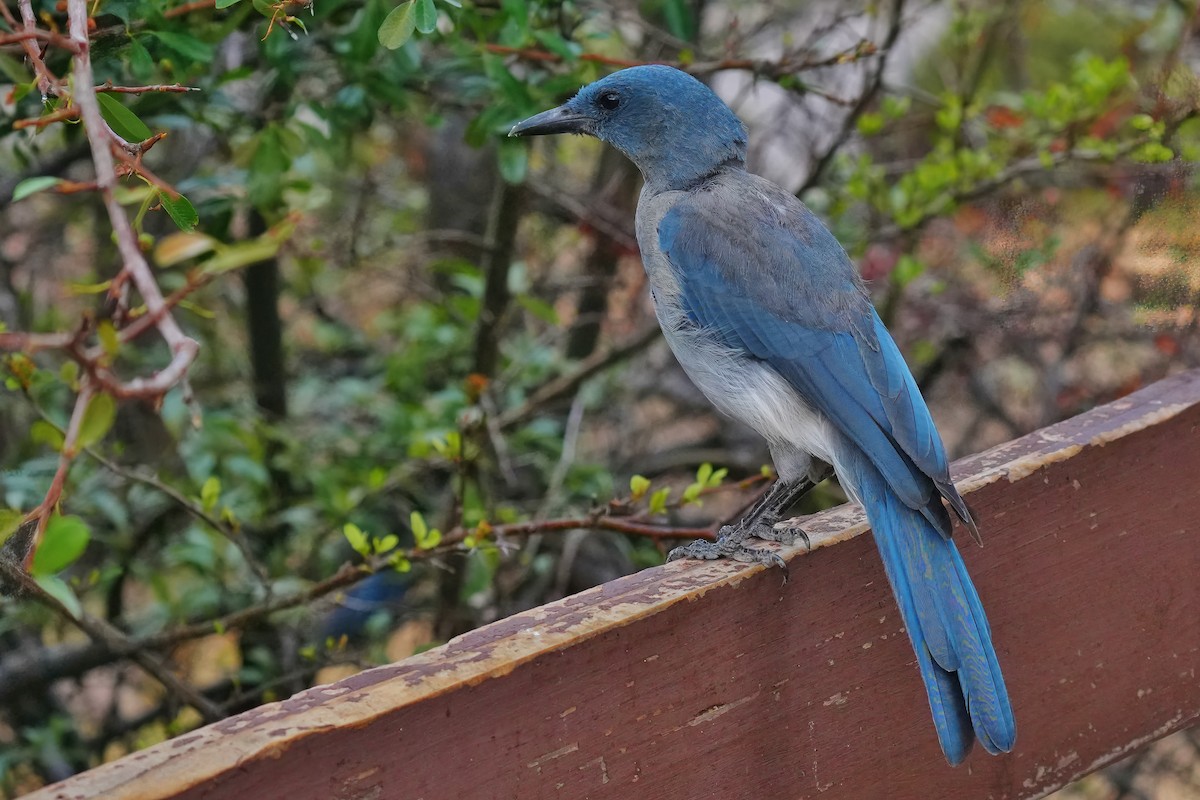 Mexican Jay - ML639039942