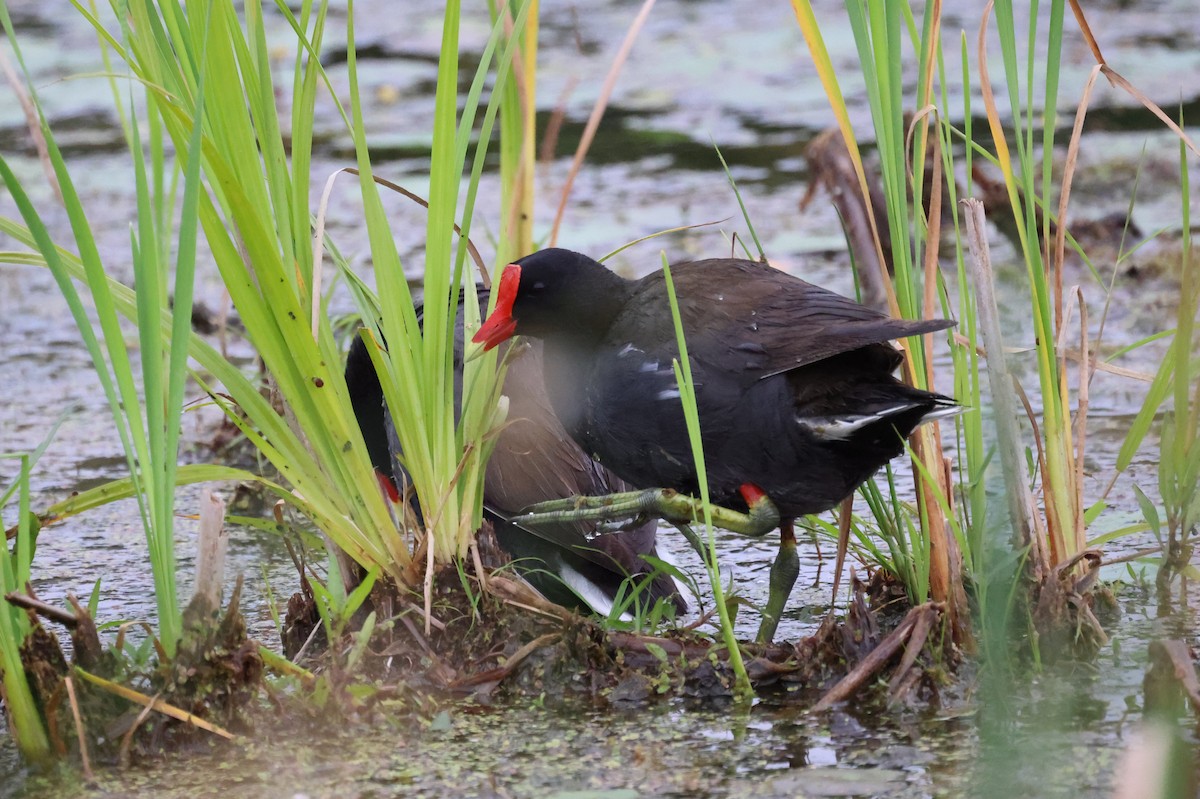 Common Gallinule - ML639039945