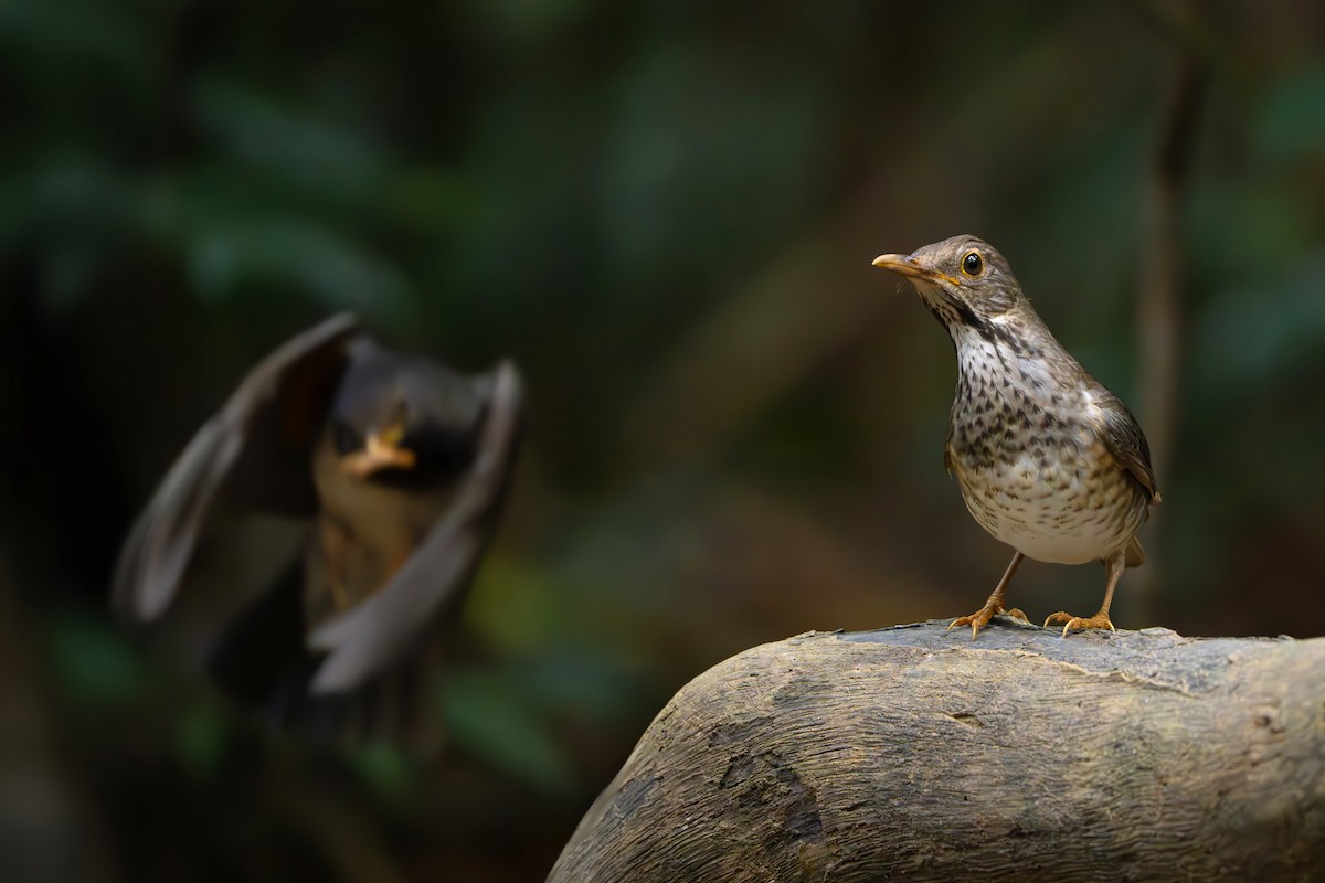 Japanese Thrush - ML639039950