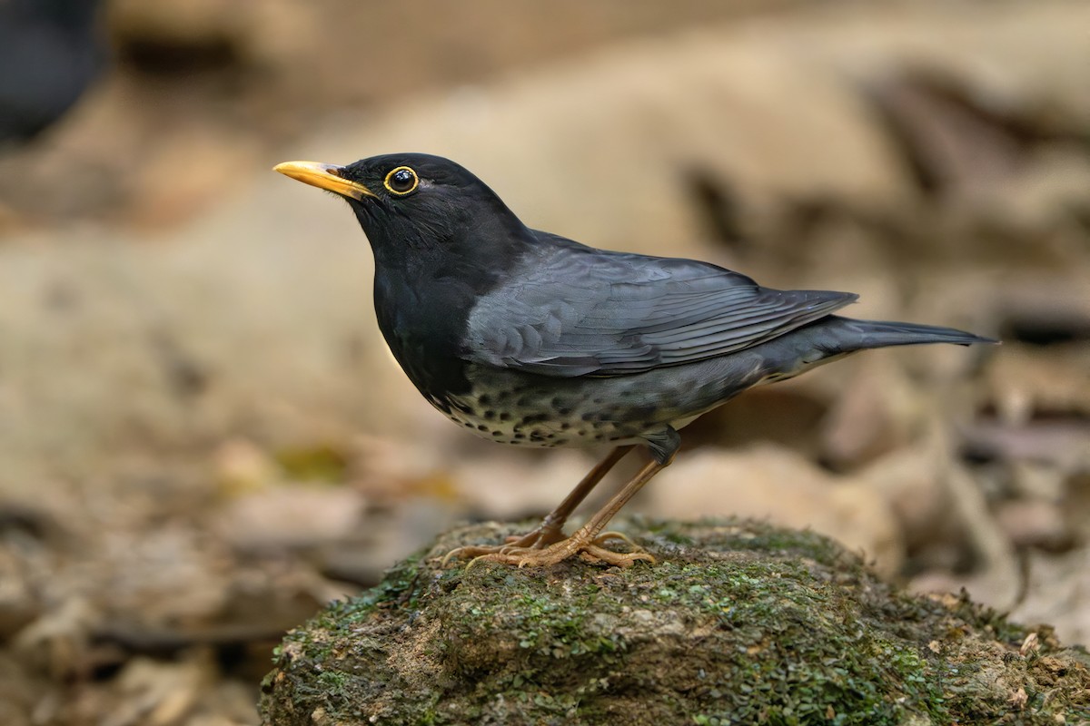 Japanese Thrush - ML639039951