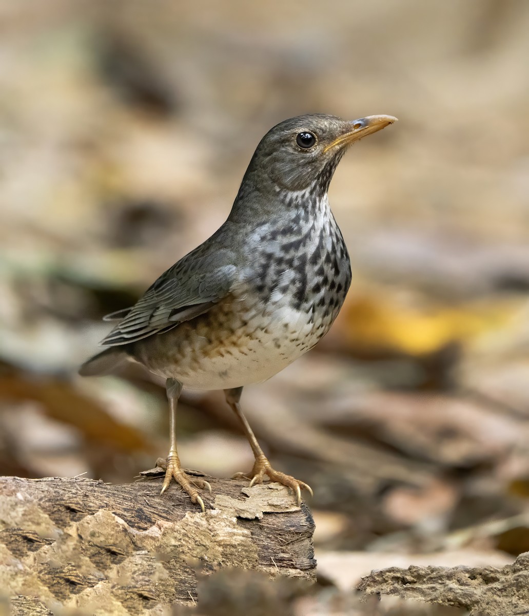 Japanese Thrush - ML639039953