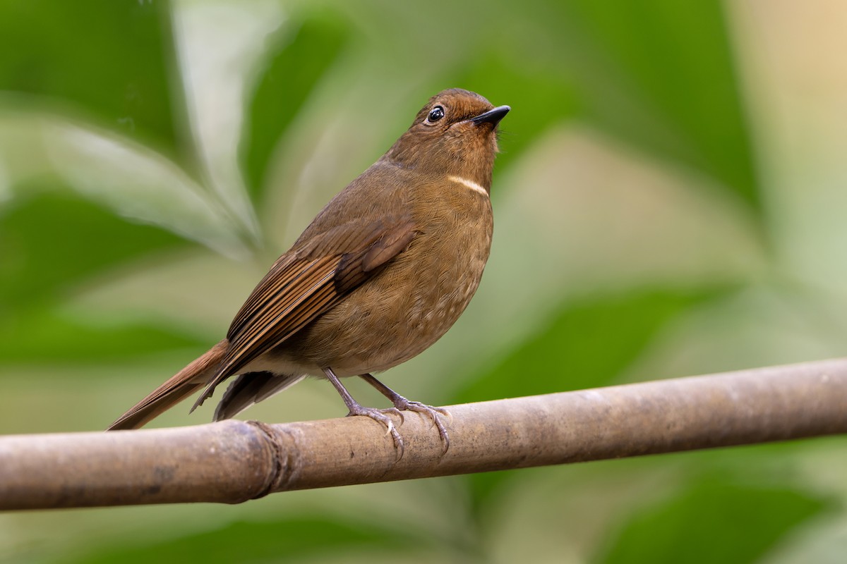 Davidblauschnäpper - ML639039966