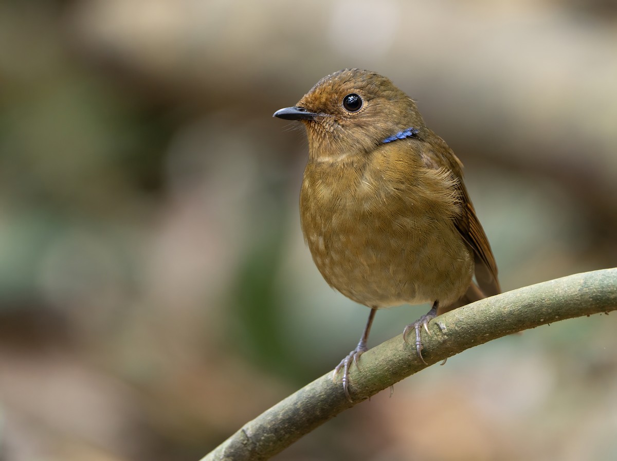 Davidblauschnäpper - ML639039967