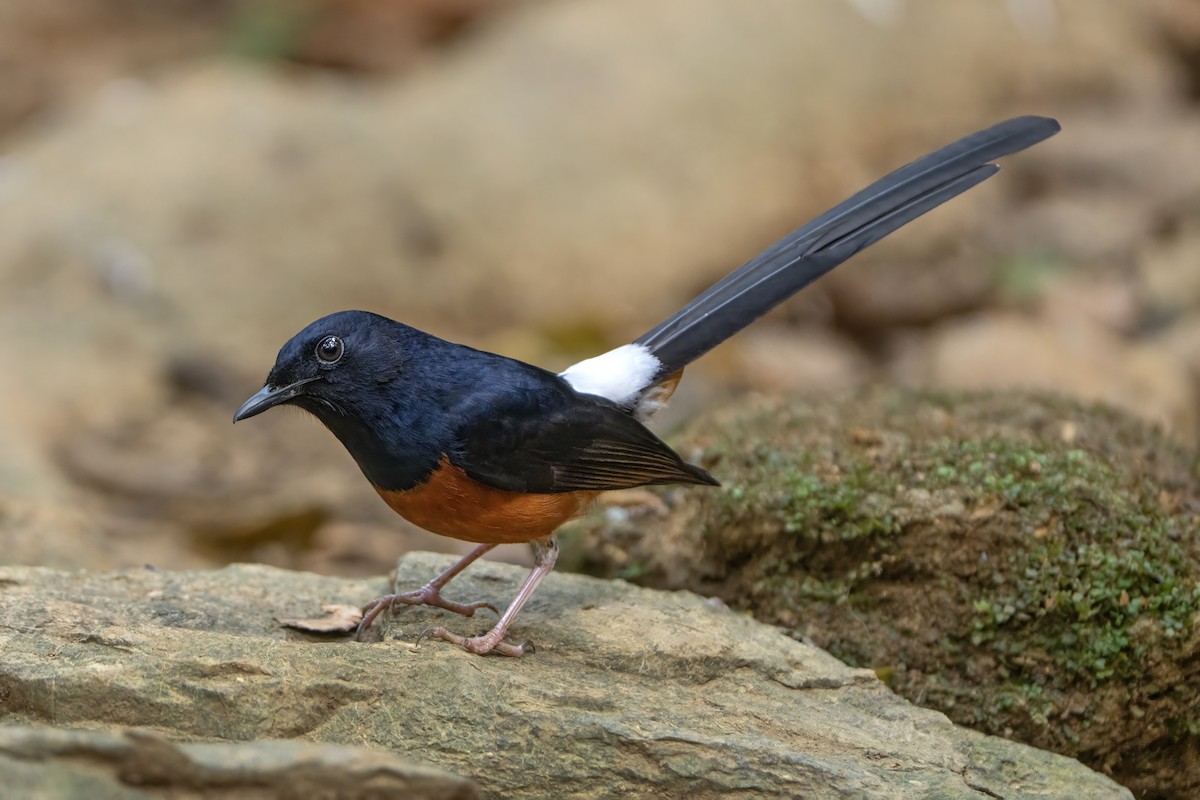 White-rumped Shama - ML639039976