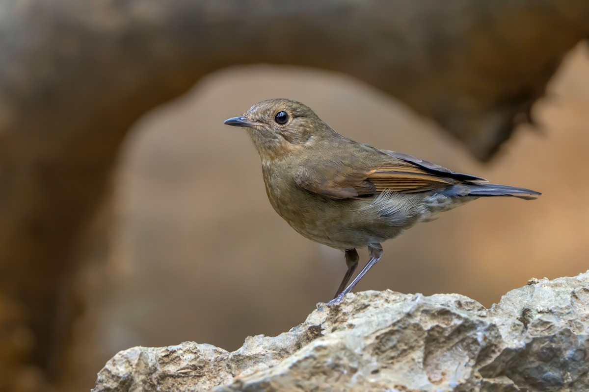 White-tailed Robin - ML639039979