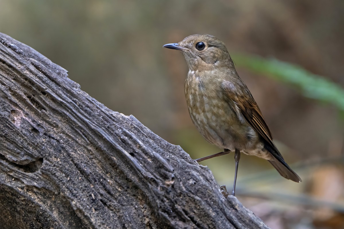 White-tailed Robin - ML639039980