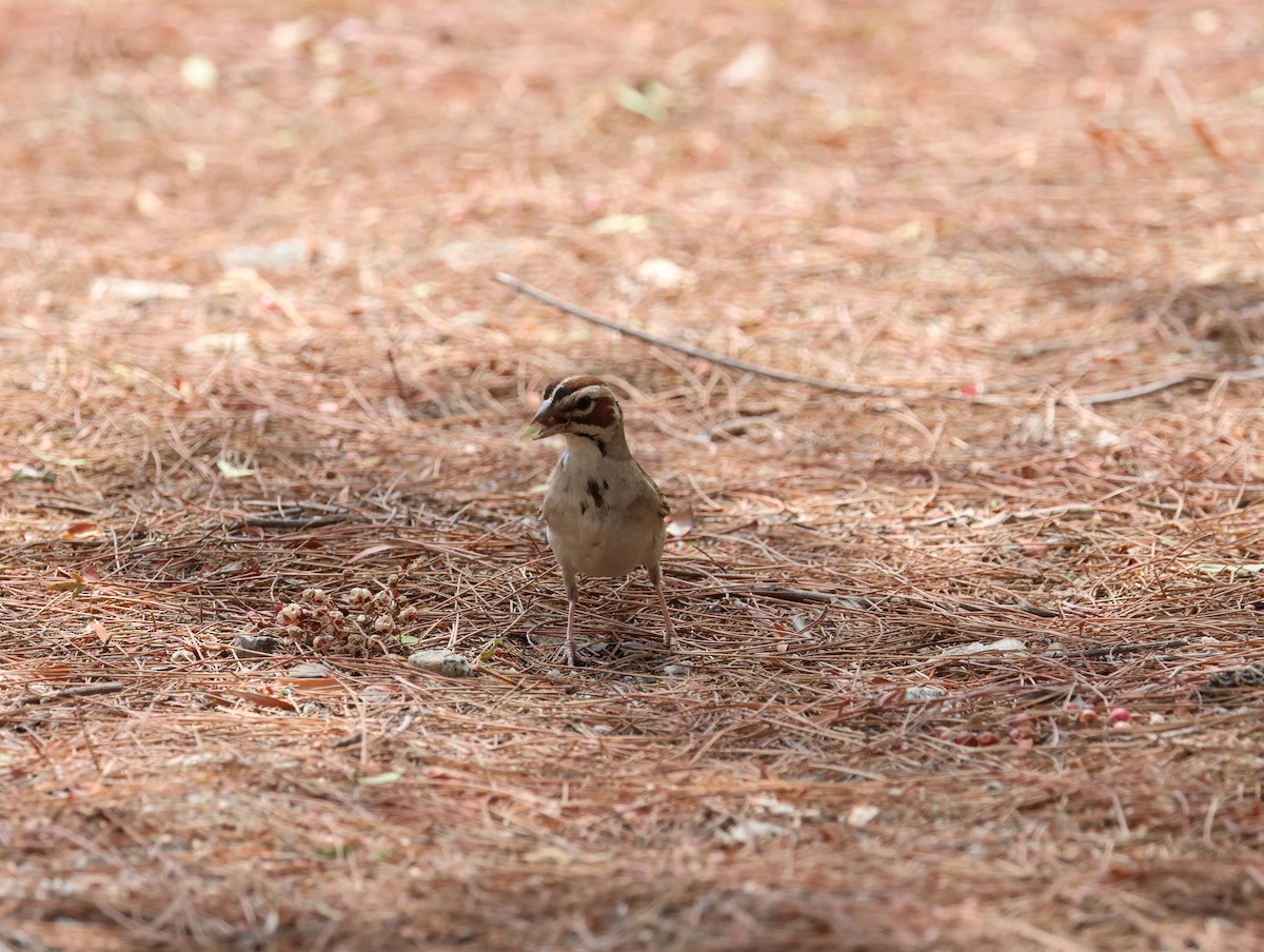Lark Sparrow - ML639039994