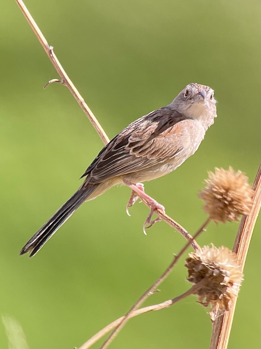 Botteri's Sparrow - ML639040038