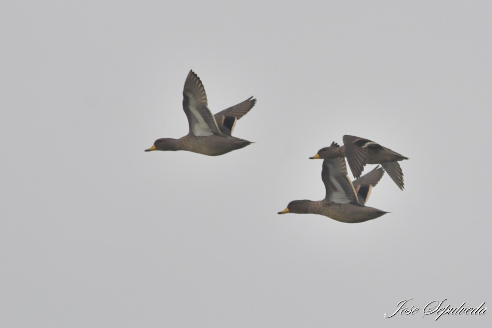 Yellow-billed Pintail - ML639040050