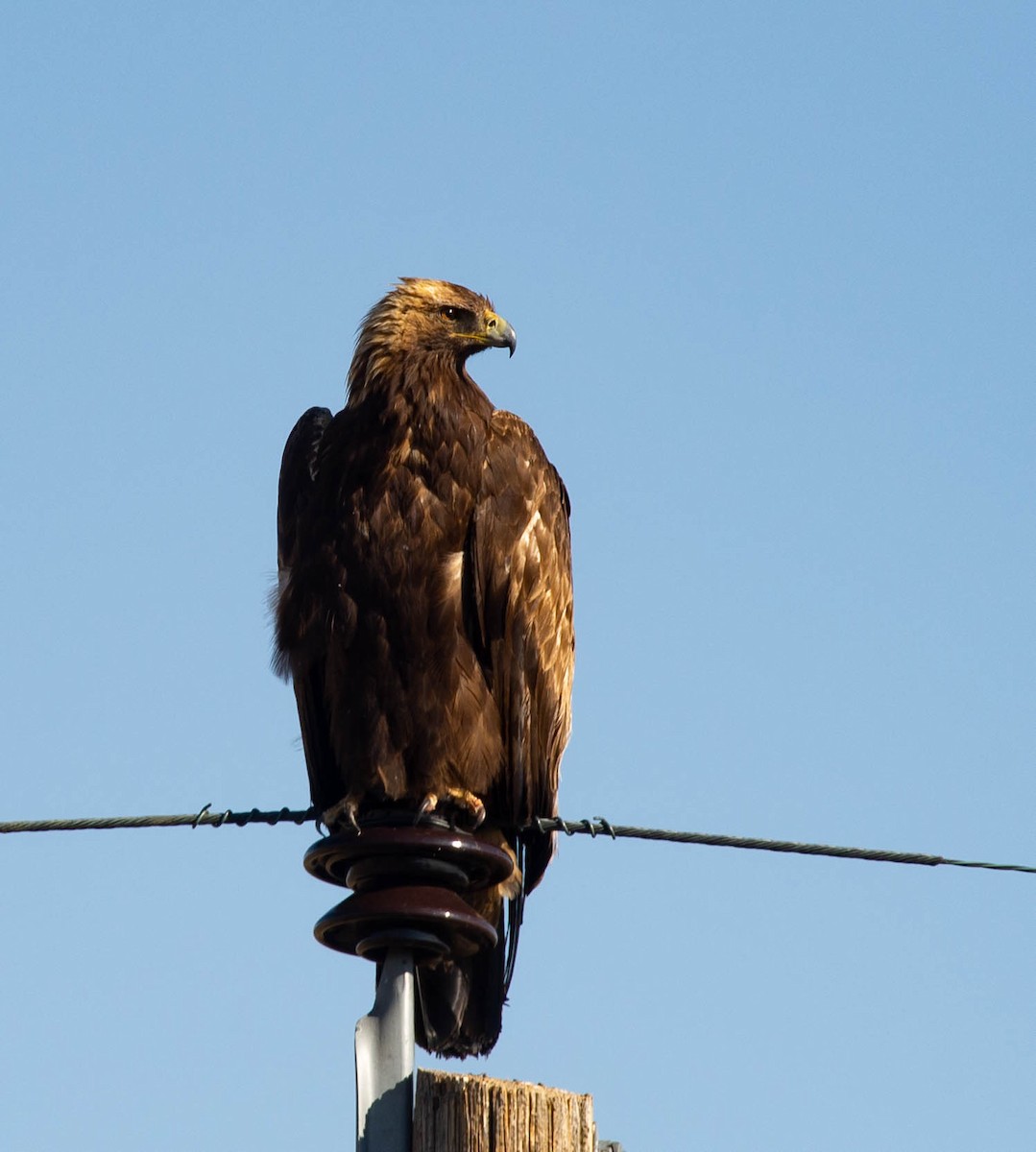 Golden Eagle - ML639040065