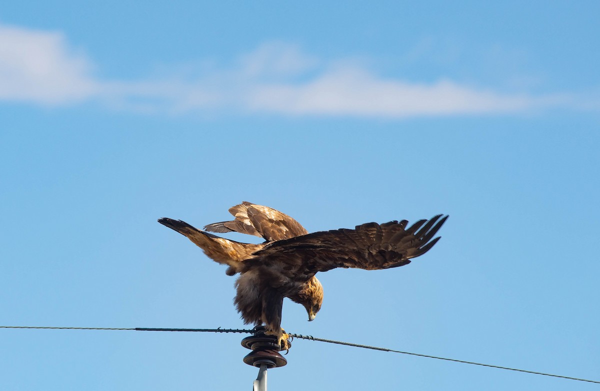 Golden Eagle - ML639040066