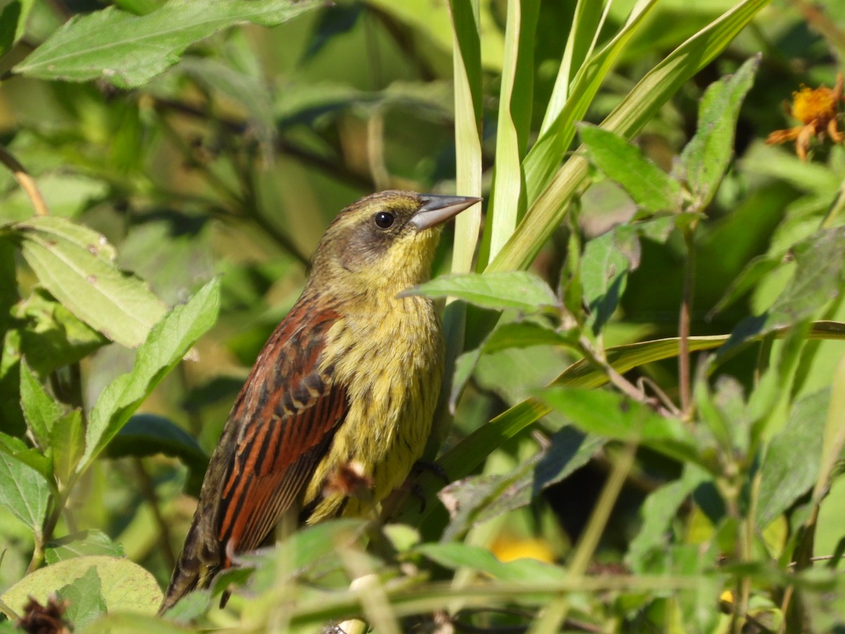 Unicolored Blackbird - ML639040139