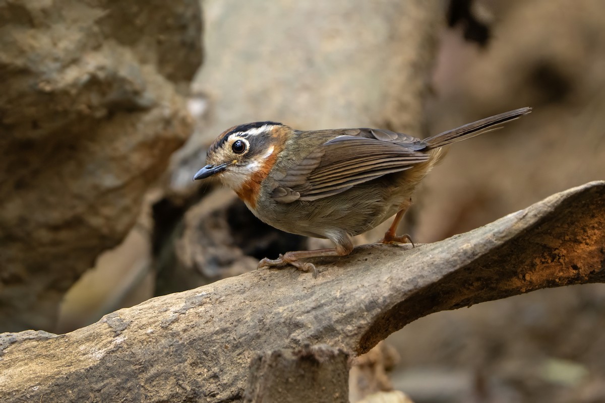 halsbåndfulvetta - ML639040148
