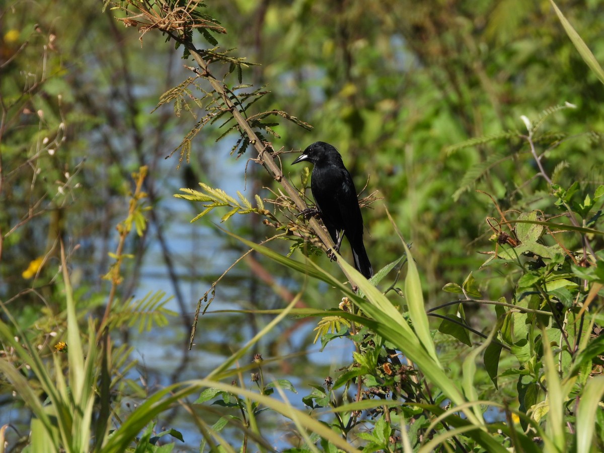 Unicolored Blackbird - ML639040178