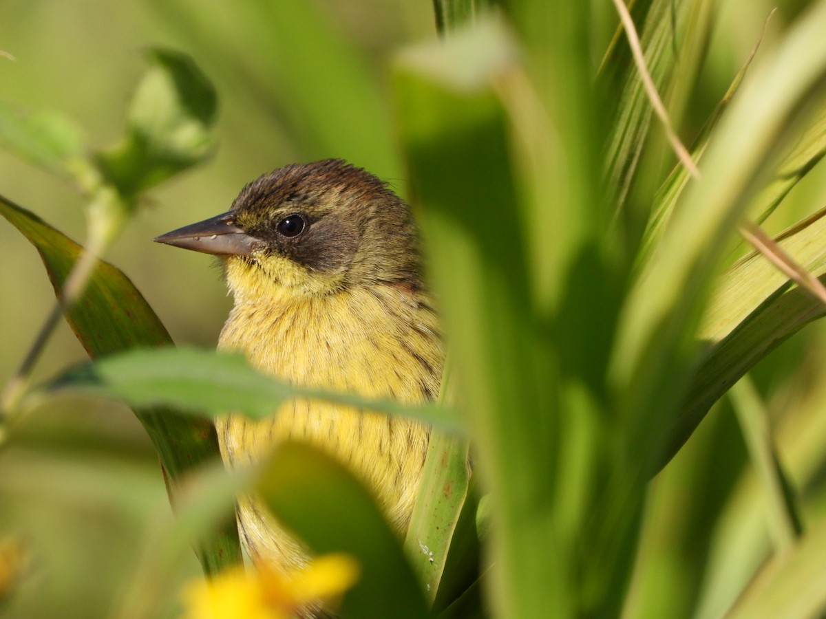 Unicolored Blackbird - ML639040189