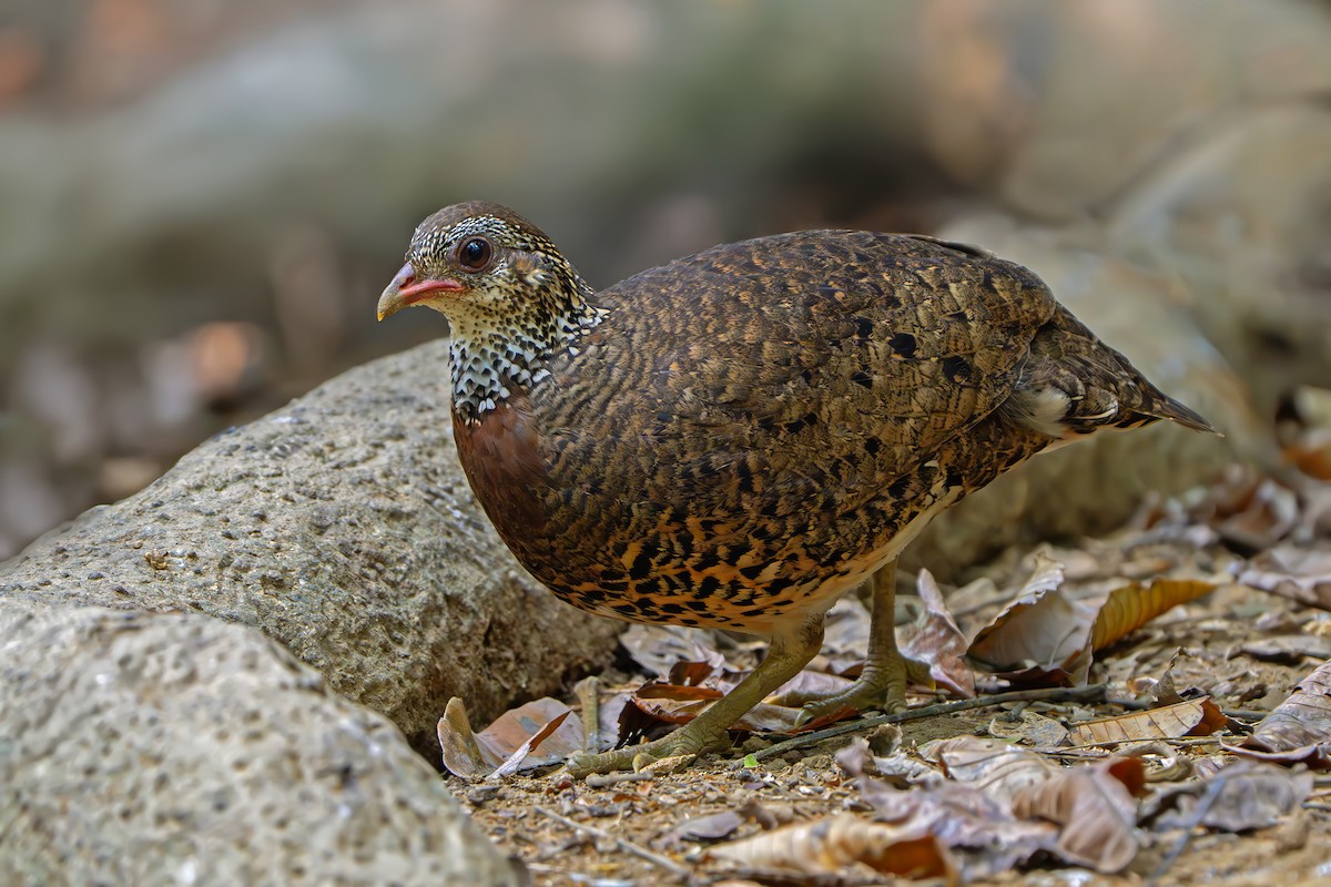 Scaly-breasted Partridge (Tonkin) - ML639040240