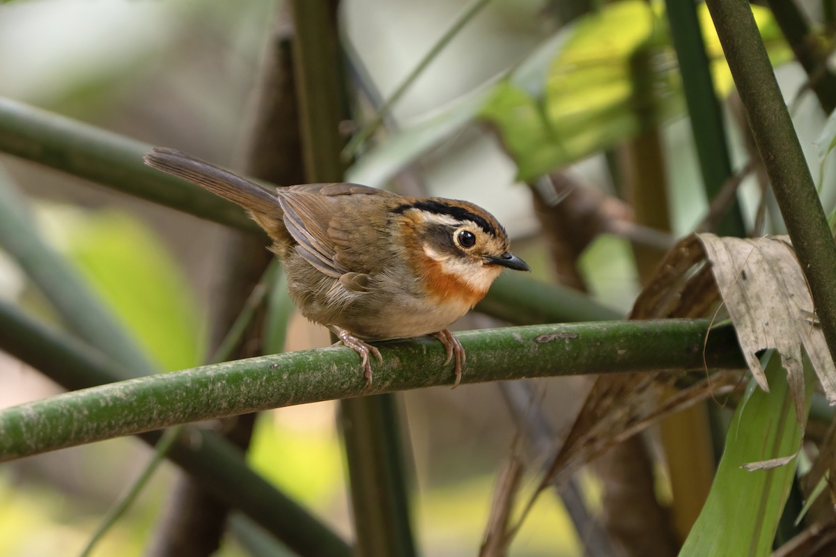 halsbåndfulvetta - ML639040243