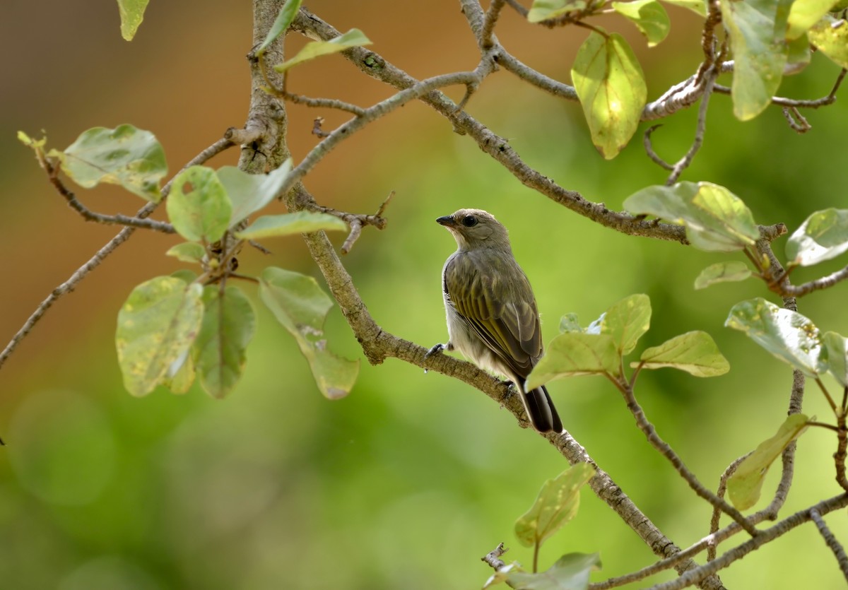 Lesser Honeyguide - ML639040277