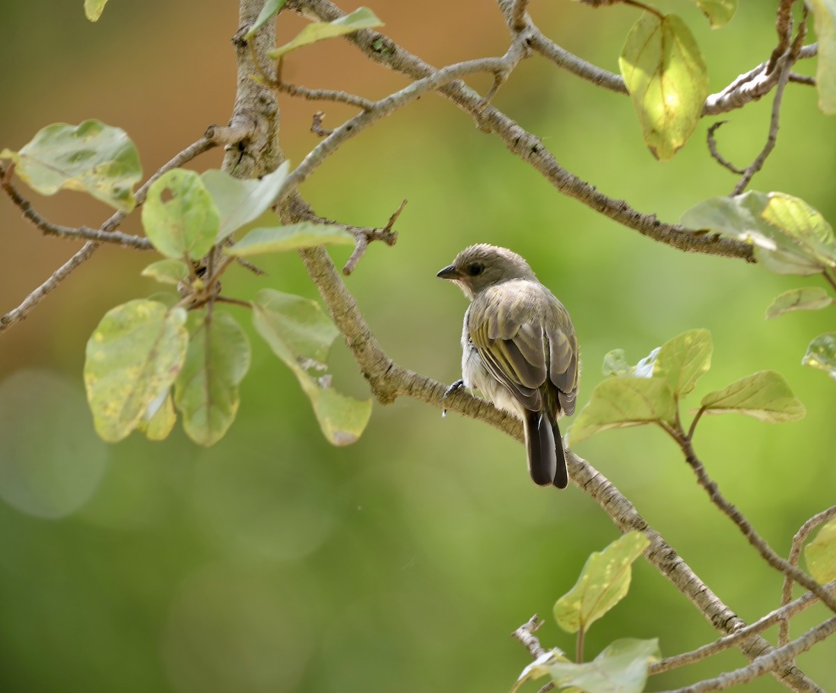 Lesser Honeyguide - ML639040278