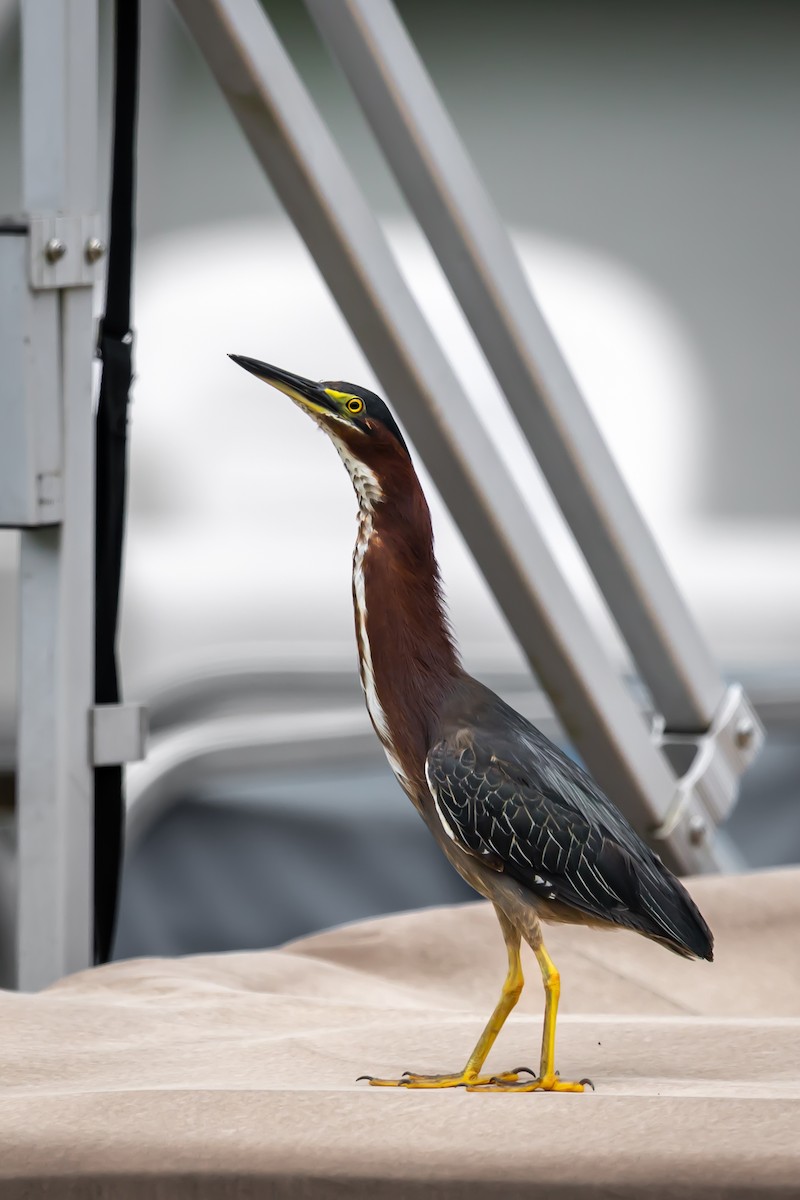 Green Heron - ML639040322