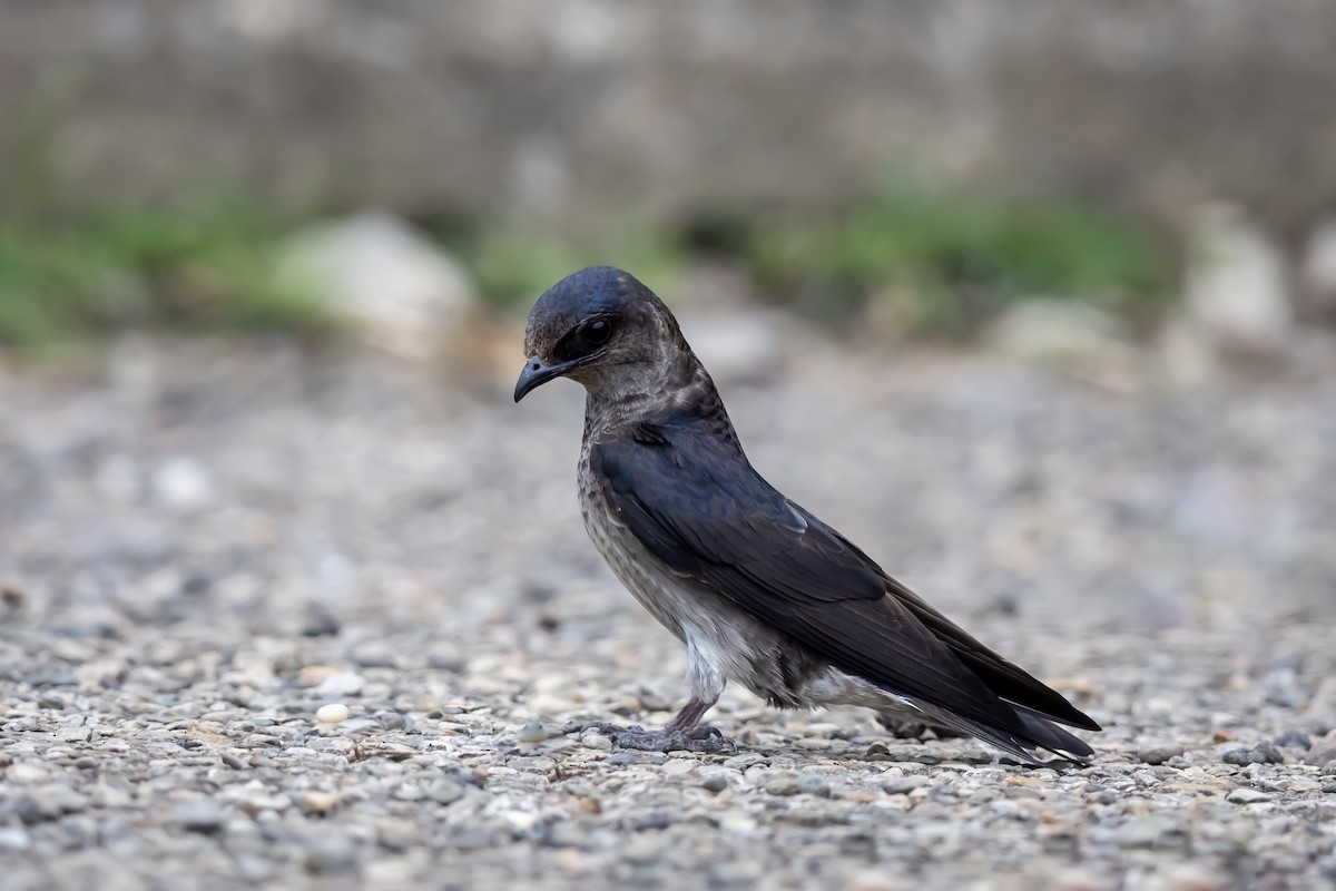 Purple Martin - ML639040327