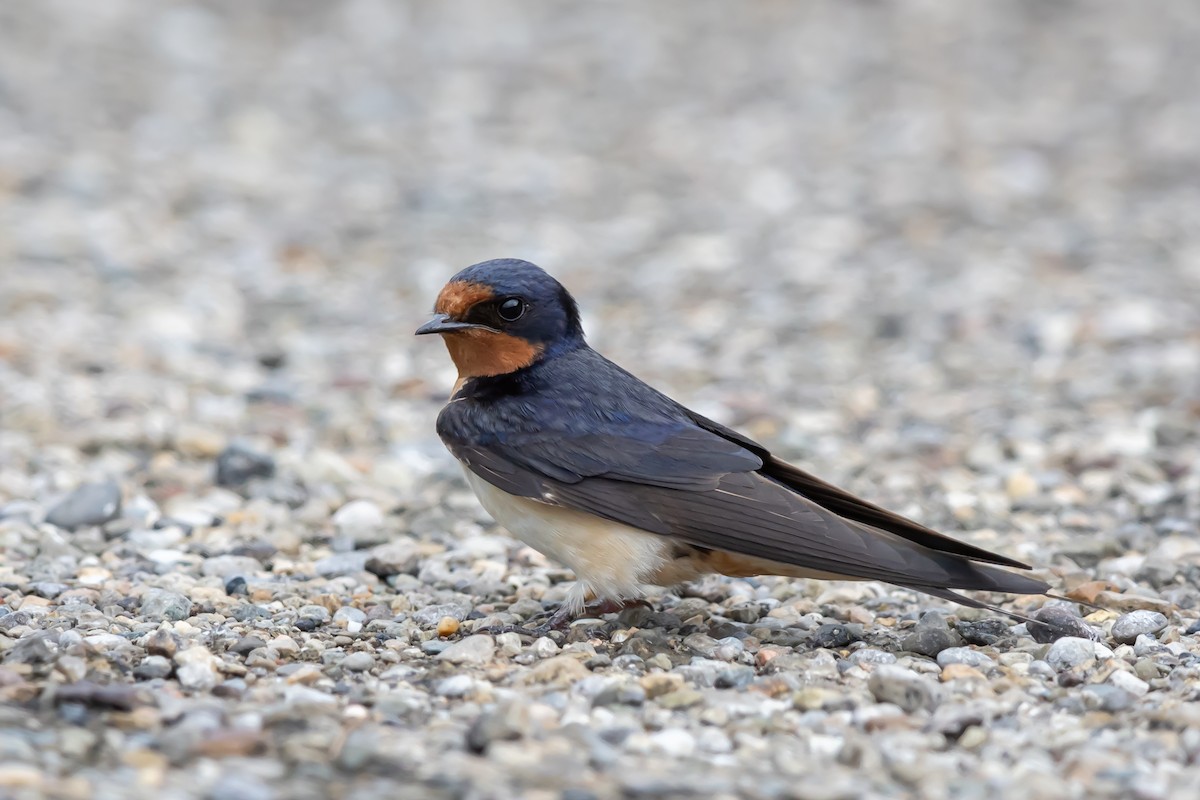 Barn Swallow - ML639040335