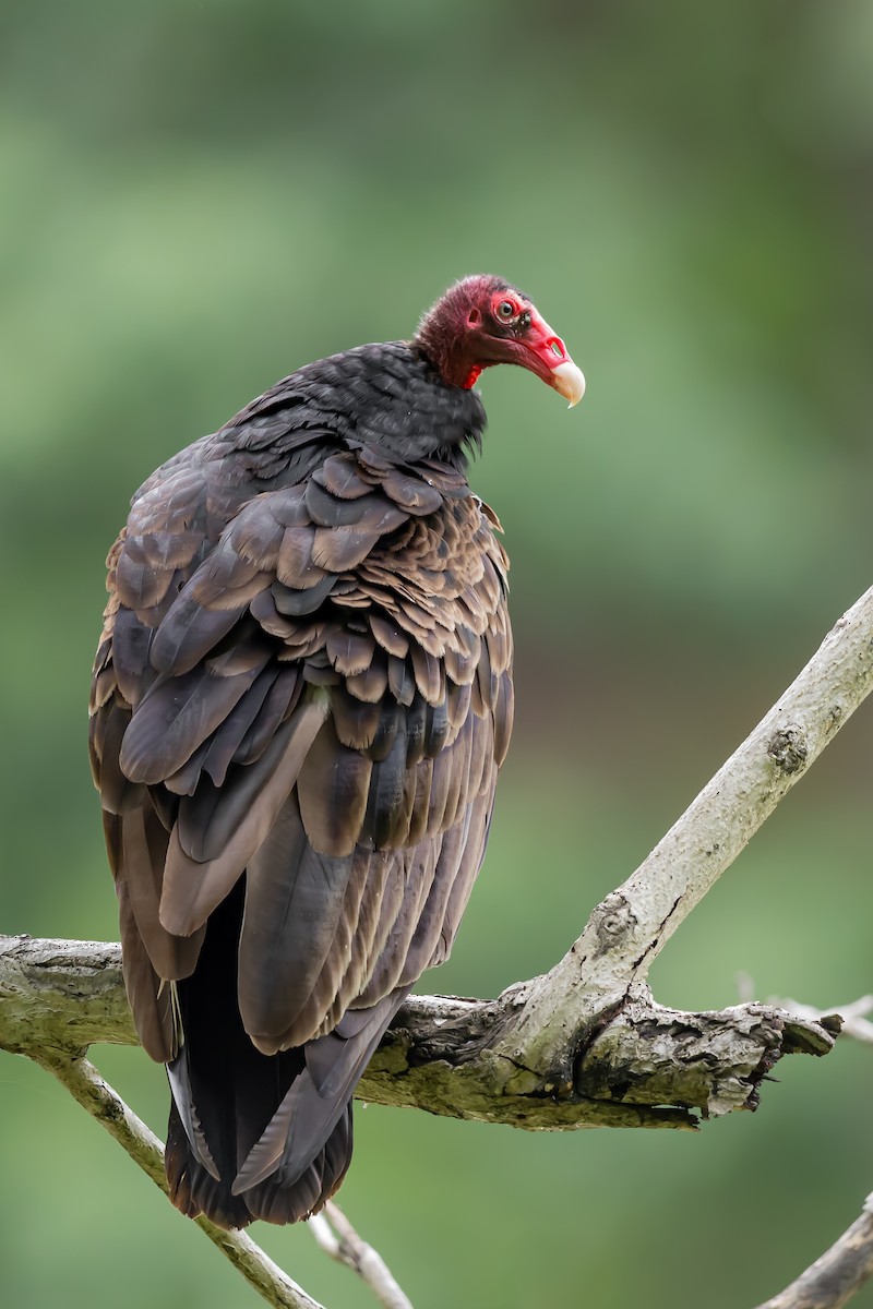 Turkey Vulture - ML639040350