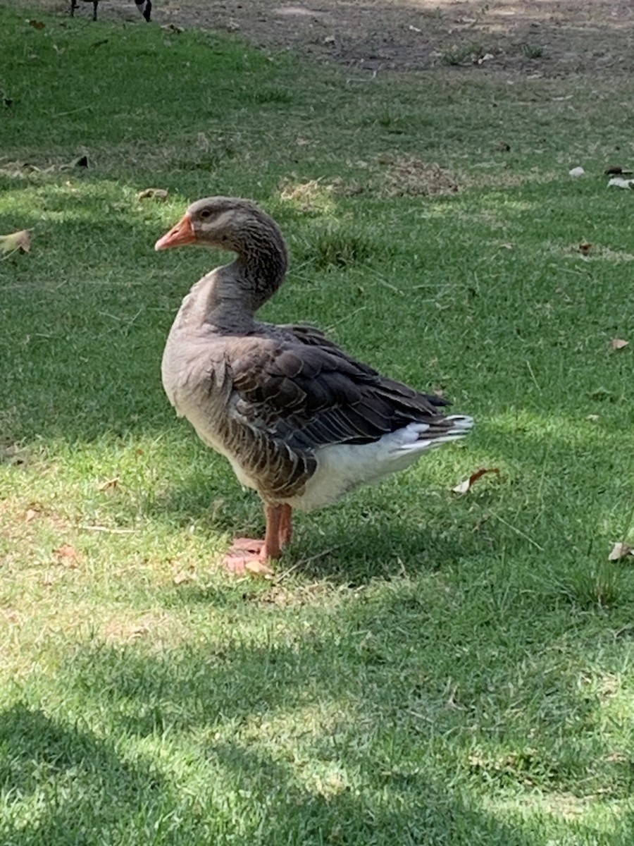 Graylag Goose (Domestic type) - ML639040419