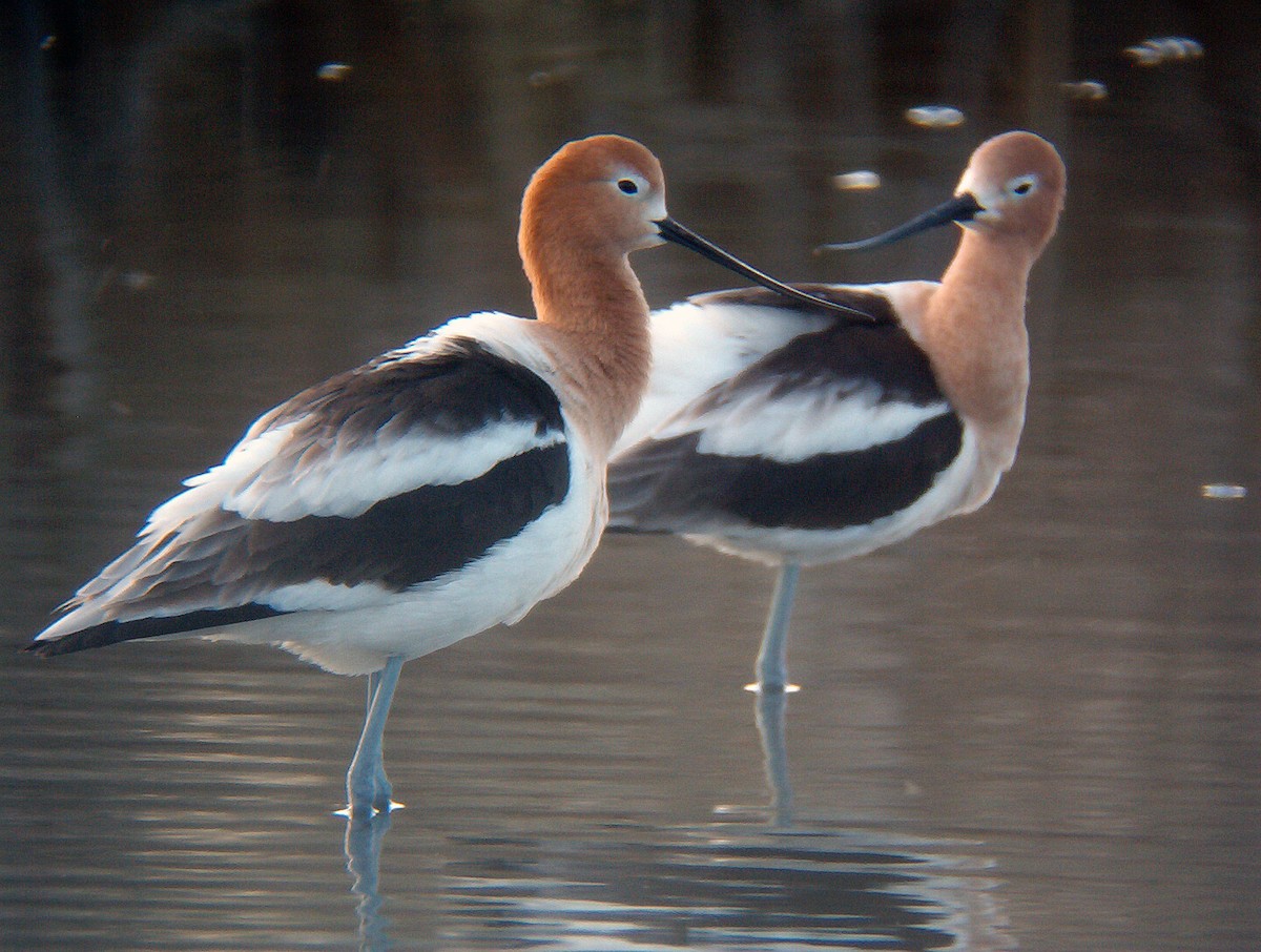 American Avocet - ML639040508