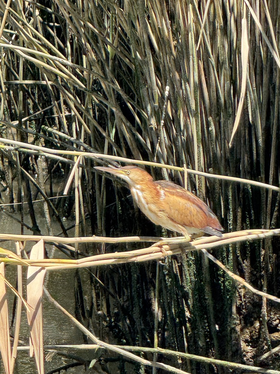 Least Bittern - ML639040527
