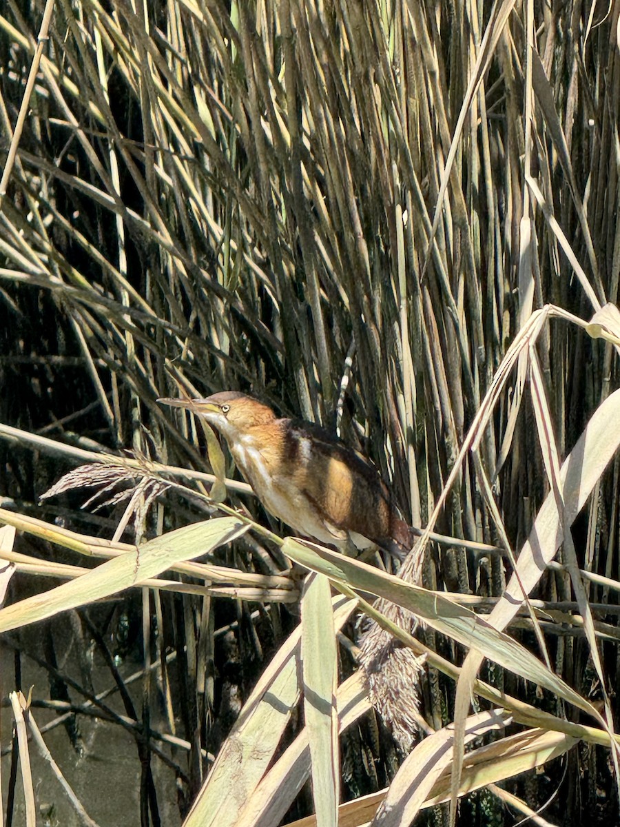 Least Bittern - ML639040528