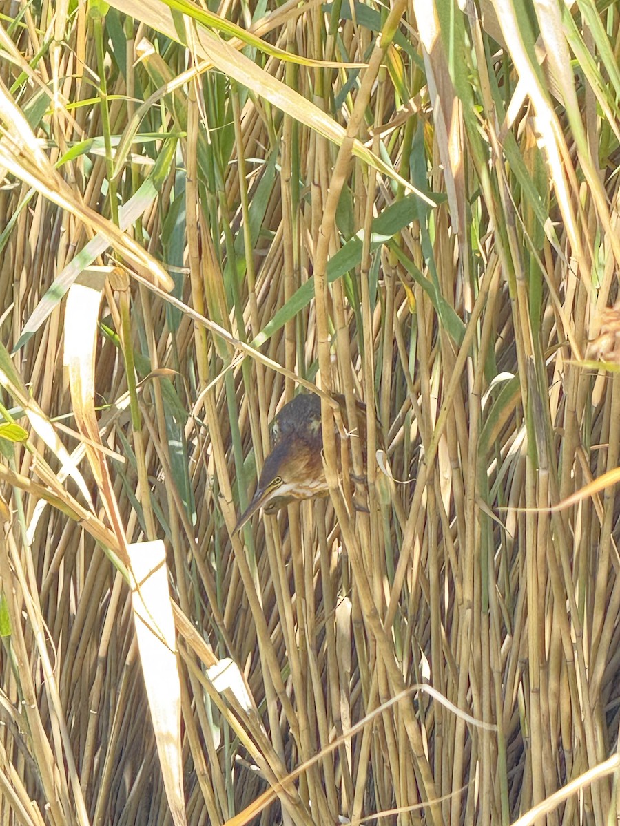 Least Bittern - ML639040529
