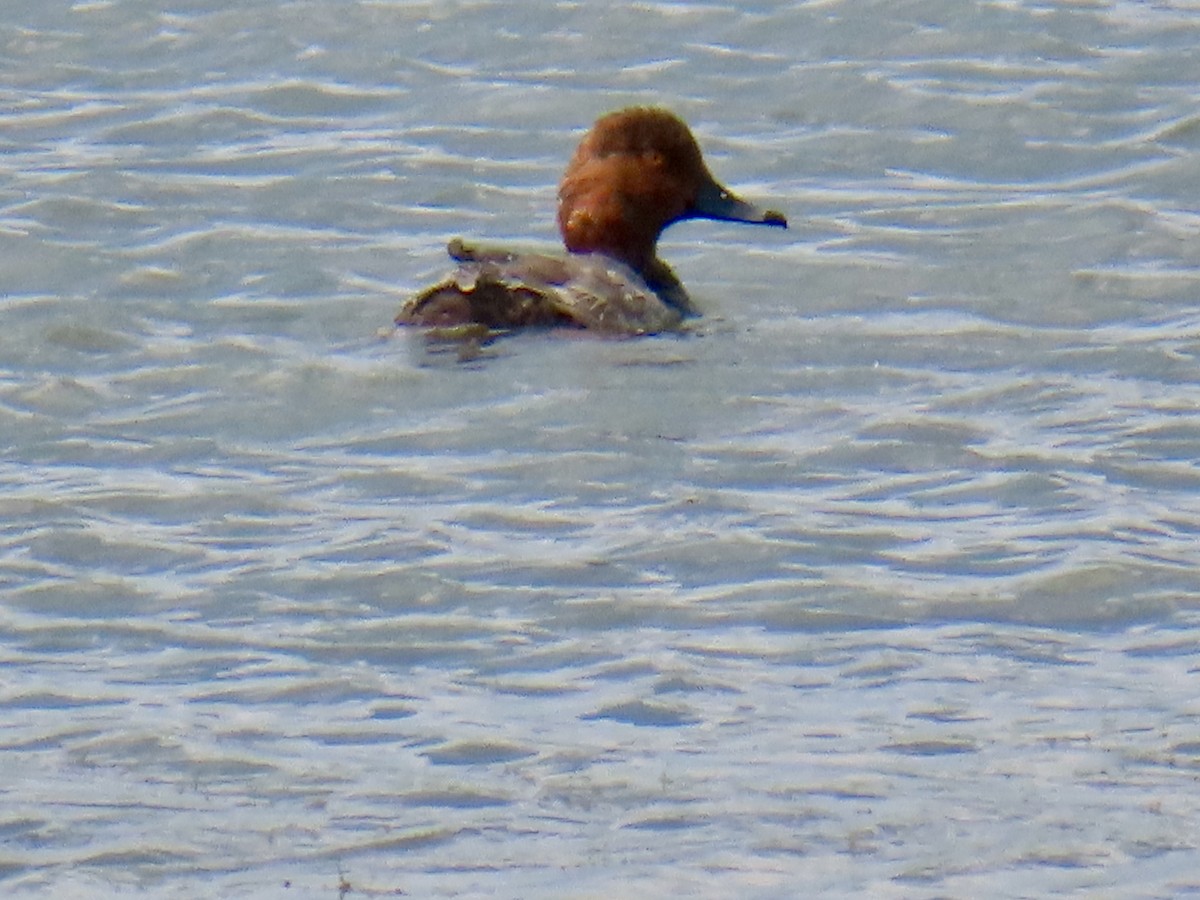 Redhead - ML639040550