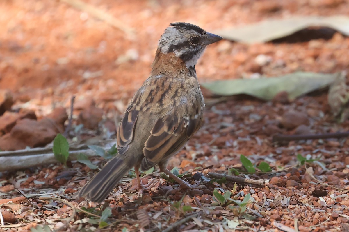 アカエリシトド - ML639040581