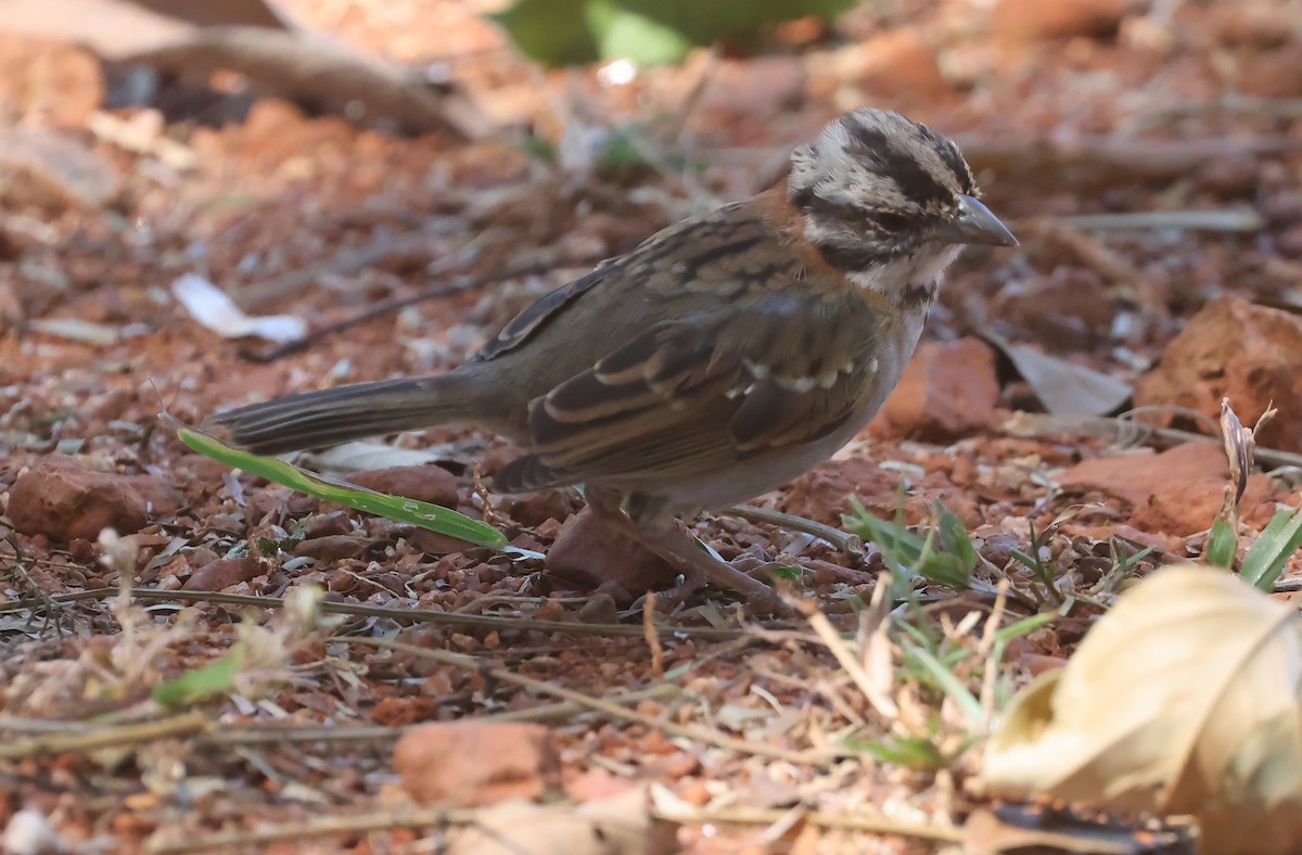 アカエリシトド - ML639040582