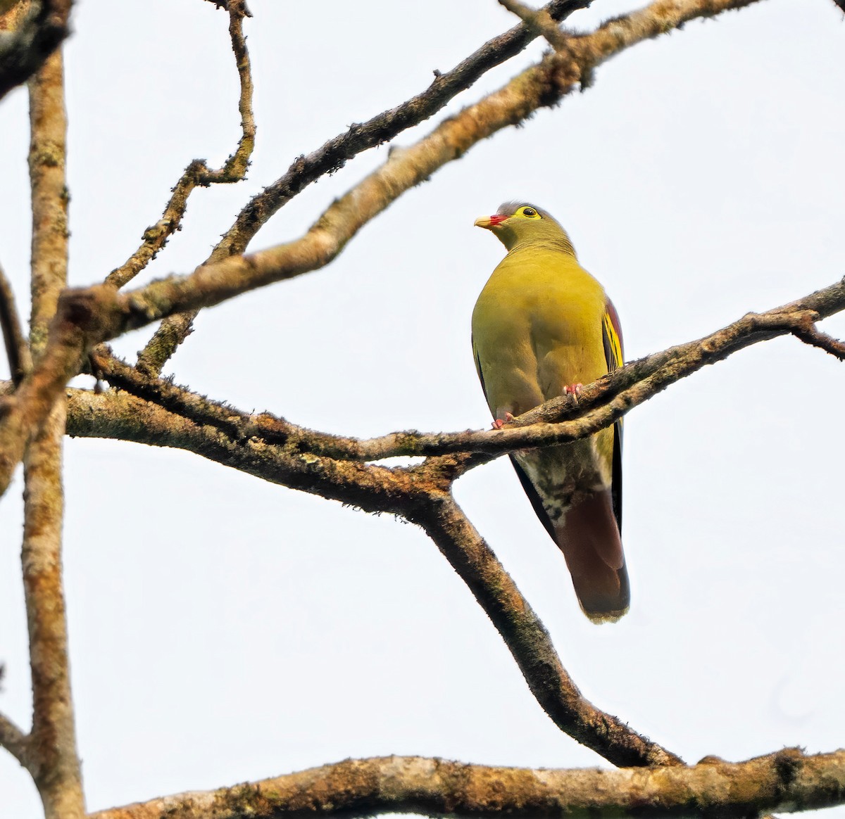 Thick-billed Green-Pigeon - ML639040589
