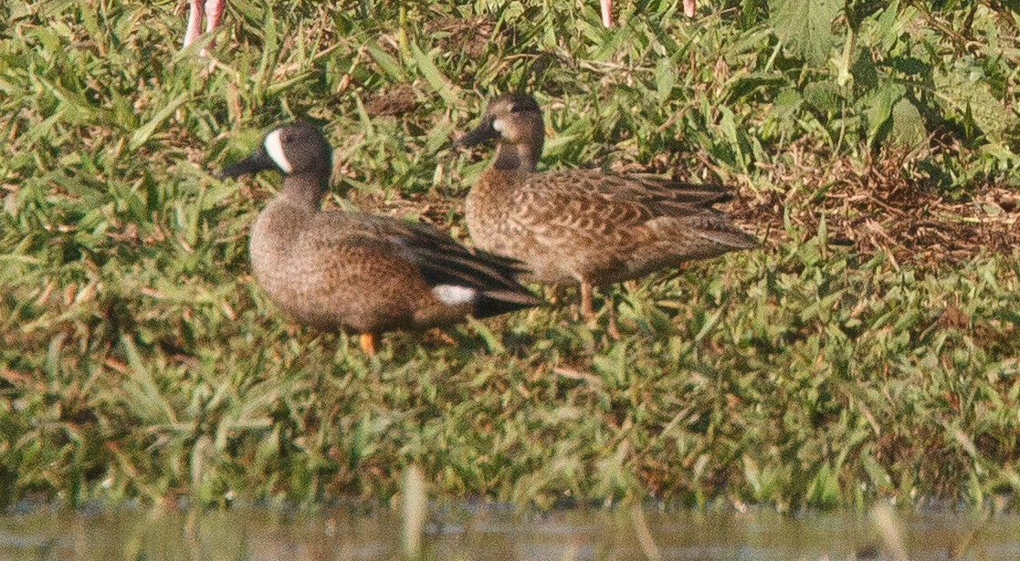 Blue-winged Teal - ML639040591