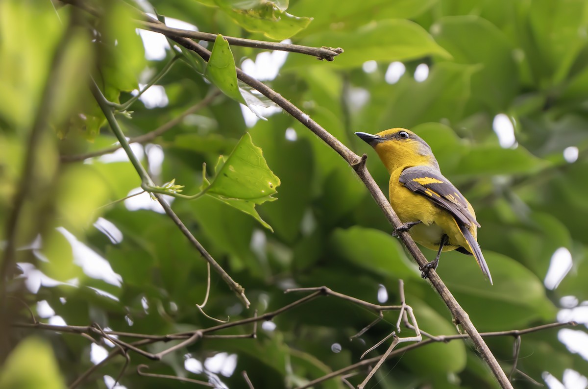 Scarlet Minivet - ML639040620