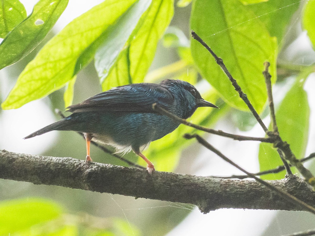 Blue Dacnis - ML639040699