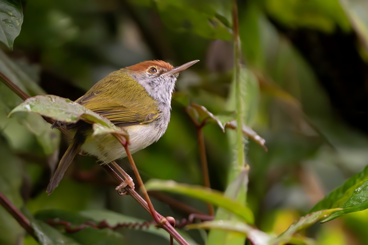 Dark-necked Tailorbird - ML639040817