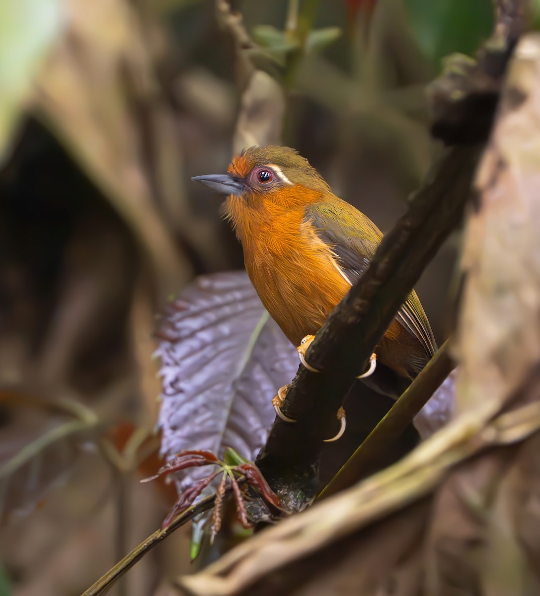 White-browed Piculet - ML639040818