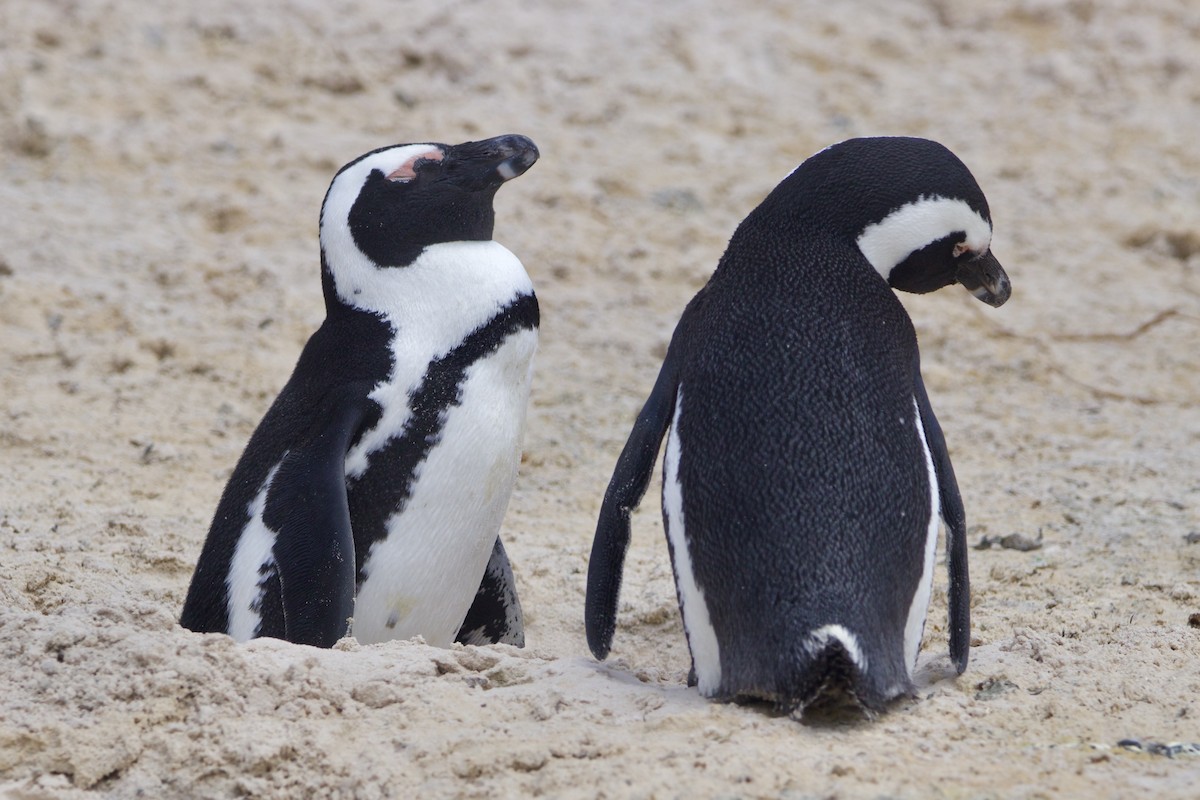 African Penguin - ML639040828