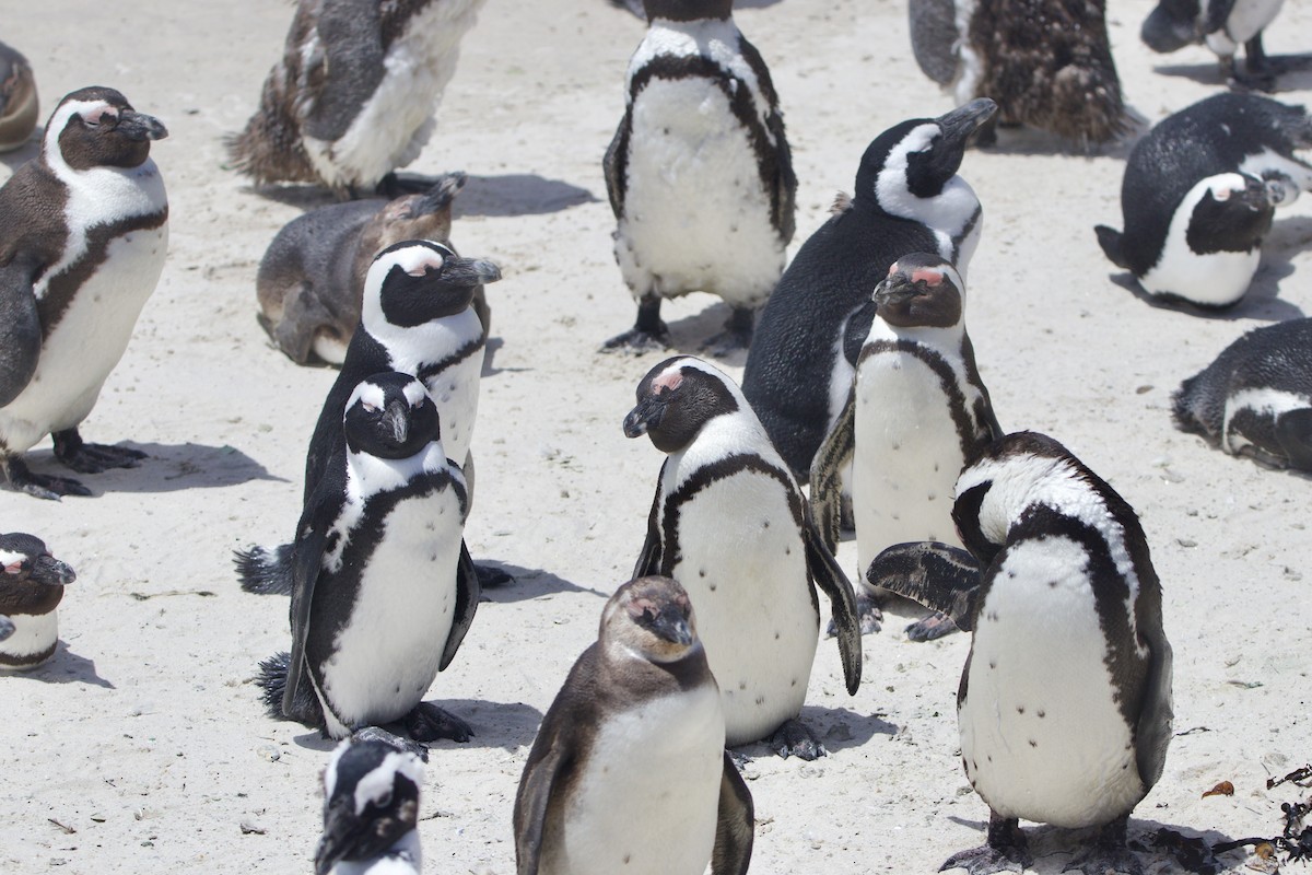 African Penguin - ML639040829